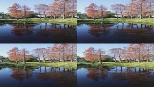 水杉倒映在湖面上高清在线视频素材下载