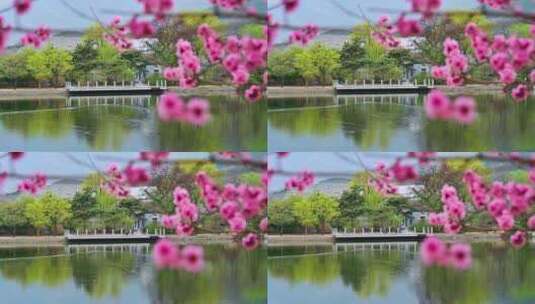 春天盛开的粉色樱花高清在线视频素材下载