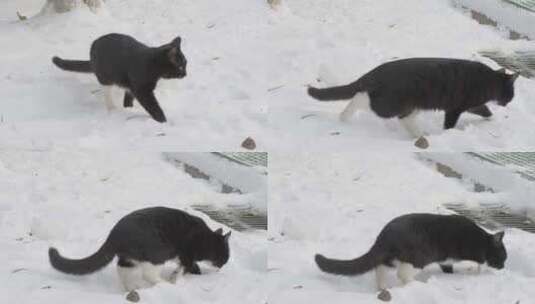 冬季黑猫在雪地上行走张望高清在线视频素材下载