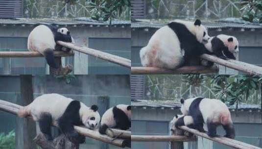 大熊猫母子玩耍视频合集高清在线视频素材下载