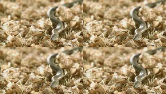 一条爬行的小蛇高清在线视频素材下载