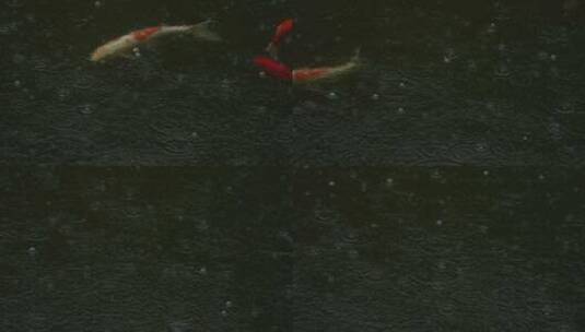 雨中畅游的锦鲤实拍高清在线视频素材下载