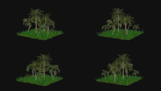 棕榈树自然场景，Alpha通道，循环旋转高清在线视频素材下载