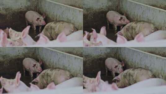 4K实拍养殖场养猪场猪高清在线视频素材下载