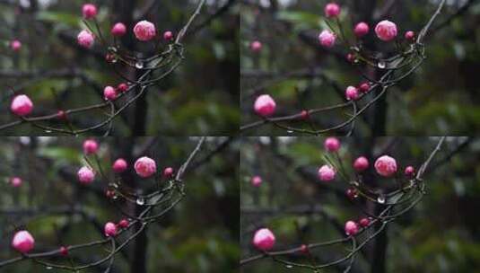 春雨中的粉色梅花高清在线视频素材下载