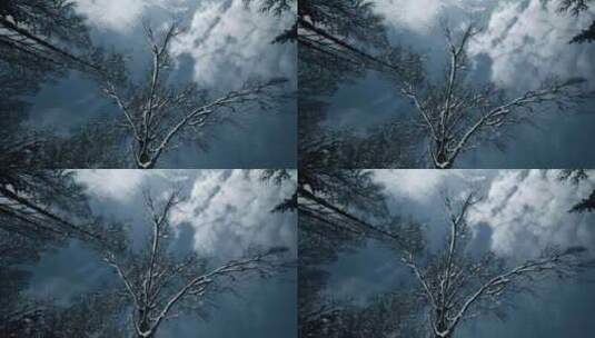 雪后森林树木景色高清在线视频素材下载
