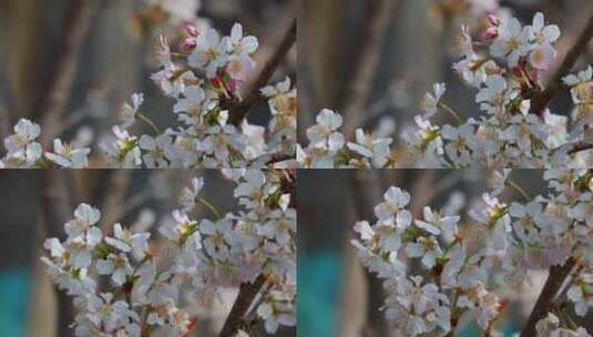 樱桃花开春意浓高清在线视频素材下载