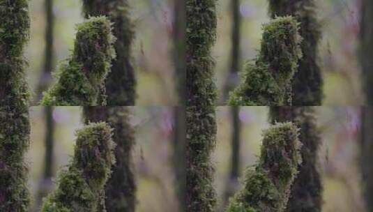 青苔树干特写镜头高清在线视频素材下载