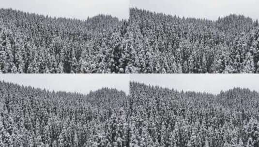 冬天暴雪纷飞森林下雪雪景霜降立冬大雪航拍高清在线视频素材下载