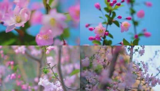 春天花朵樱花开花过程植物延时视频素材高清在线视频素材下载