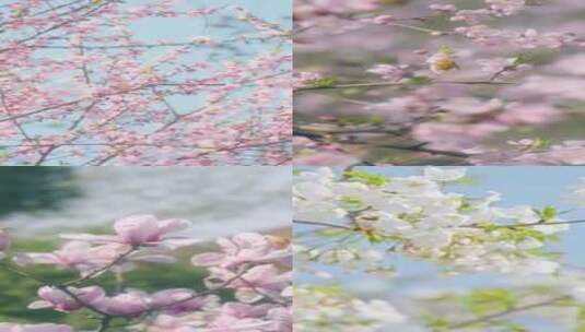 竖屏春天阳光下的各种花朵与蜜蜂合集高清在线视频素材下载