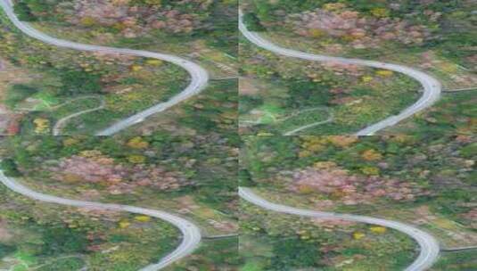 秋季公路秋色风光竖拍航拍高清在线视频素材下载