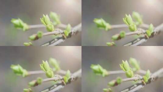 春天树木发芽生长高清在线视频素材下载