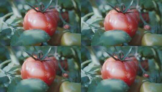 普罗旺斯西红柿番茄高清在线视频素材下载