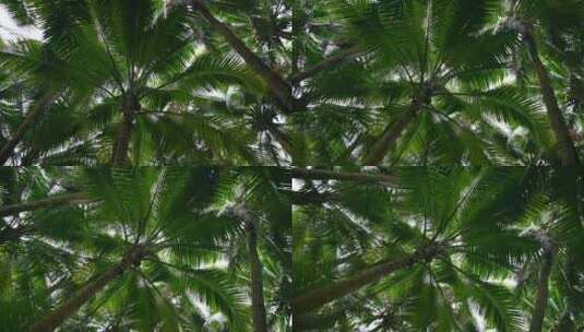 海南文昌东郊椰林生长的椰树高清在线视频素材下载