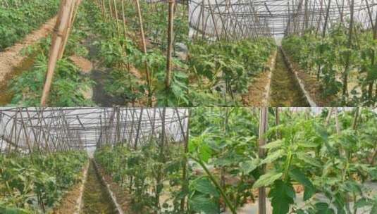春季农业种植大棚西红柿高清在线视频素材下载