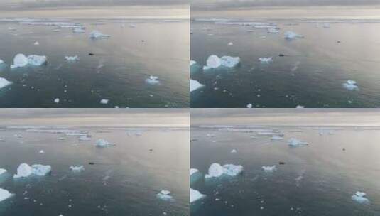 十二生肖船帆冰川海洋追踪平底锅高清在线视频素材下载