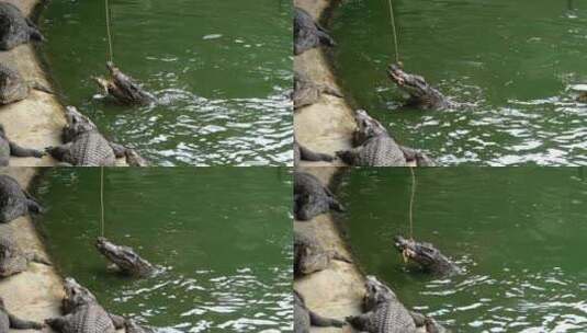泰国动物园绿色沼泽河附近躺在地上的鳄鱼的高清在线视频素材下载