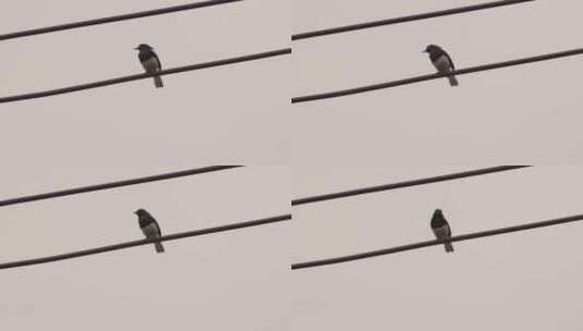 喜鹊鸟鸟儿鸟类在电线上停留高清在线视频素材下载