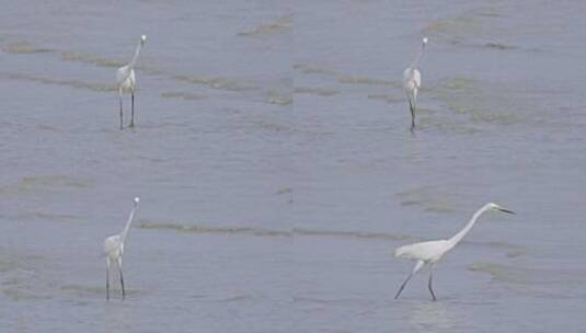 深圳湾红树林湿地生态白鹭哺食3251高清在线视频素材下载