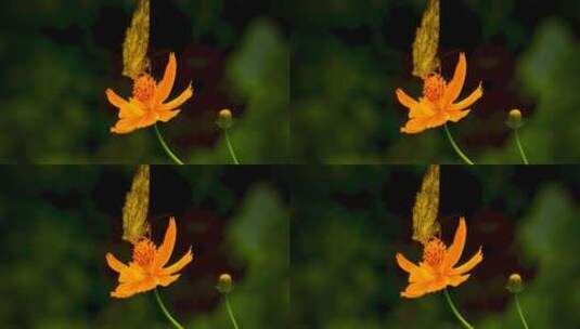 一只蝴蝶停在一个黄色的花上高清在线视频素材下载