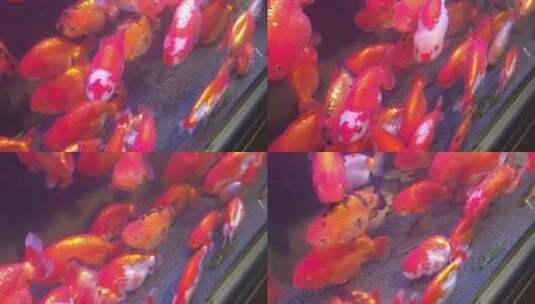 观赏鱼鱼缸里的金鱼实拍高清在线视频素材下载