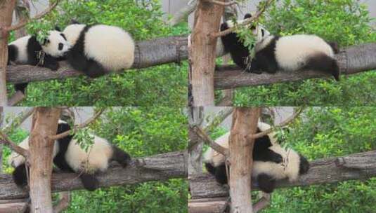 两只可爱大熊猫小崽宝宝打架玩耍嬉戏高清在线视频素材下载