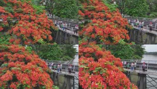 中国广东省广州市荔湾区花地河凤凰花高清在线视频素材下载