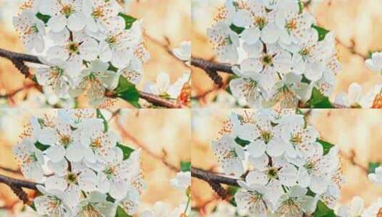 樱花的白花高清在线视频素材下载