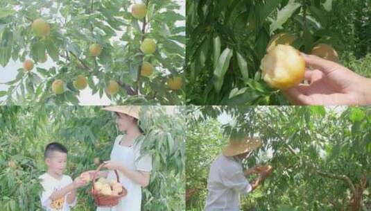 阳山水蜜桃 水蜜桃产地 水蜜桃采摘高清在线视频素材下载