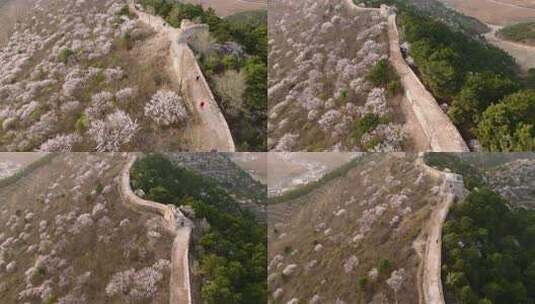 沿长城航拍 春天花开时节 旅游登山访古高清在线视频素材下载