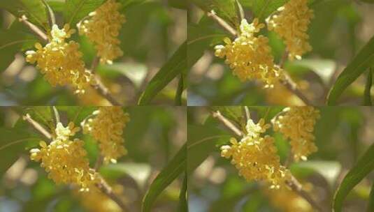 桂花空境 阳光下的桂花 花开满枝唯美素材高清在线视频素材下载