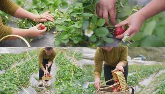 采摘草莓 农村妇女摘草莓 原生态种植高清在线视频素材下载