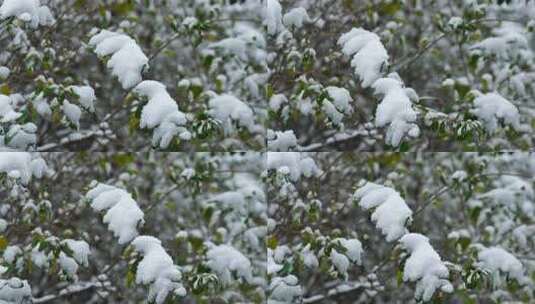 冬天雪天树枝树叶被雪覆盖的风景高清在线视频素材下载