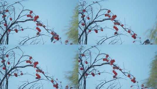 画眉鸟在柿子树上 4k 50fps高清在线视频素材下载