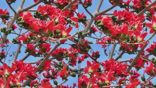 盛开的木棉花特写高清在线视频素材下载