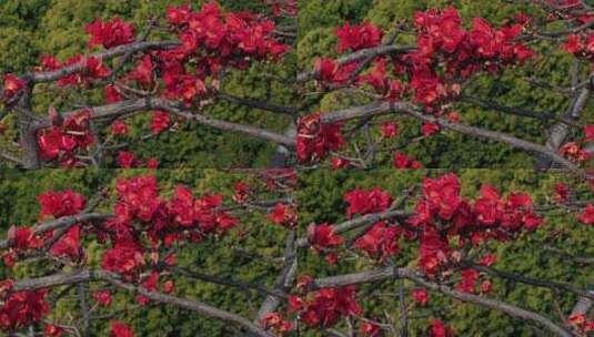 盛开的木棉花特写高清在线视频素材下载