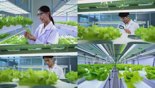 现代农业温室大棚无土栽培研究高清在线视频素材下载