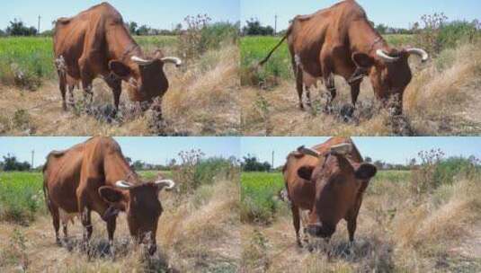 高清实拍牛吃草高清在线视频素材下载