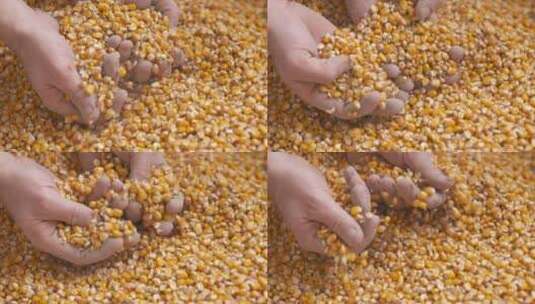 双手搓玉米粒高清在线视频素材下载