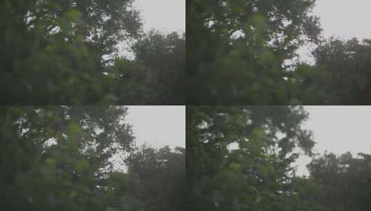 下雨天雨点打在绿树叶上高清在线视频素材下载