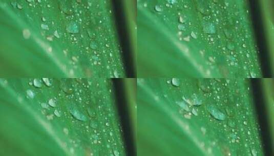 绿植上滑动的水珠高清在线视频素材下载