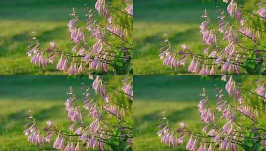 夏天清晨阳光下花园里带露珠的花朵特写高清在线视频素材下载