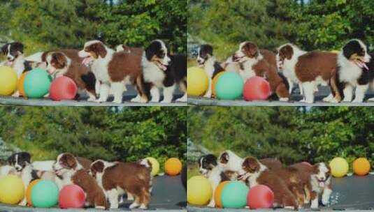 一群小狗站在蹦床上玩耍附近有许多气球和泡泡高清在线视频素材下载