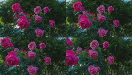盛开的月季花玫瑰花高清在线视频素材下载