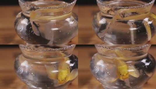 玻璃鱼缸里的金鱼锦鲤高清在线视频素材下载