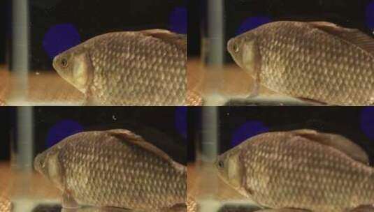 鱼缸里游动的鲫鱼高清在线视频素材下载