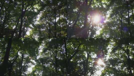 实拍 绿色 植物 森林 树枝 树叶高清在线视频素材下载