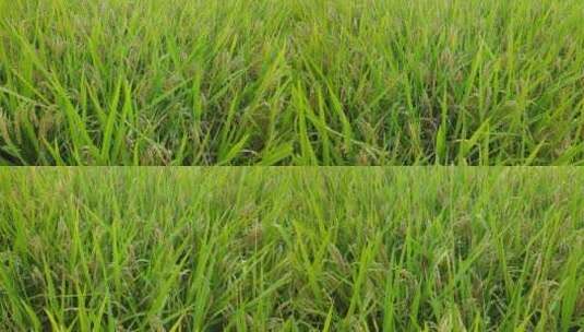 航拍秋收金黄稻田水稻农业种植高清在线视频素材下载