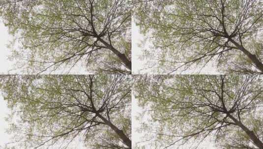 冬季树木高清在线视频素材下载